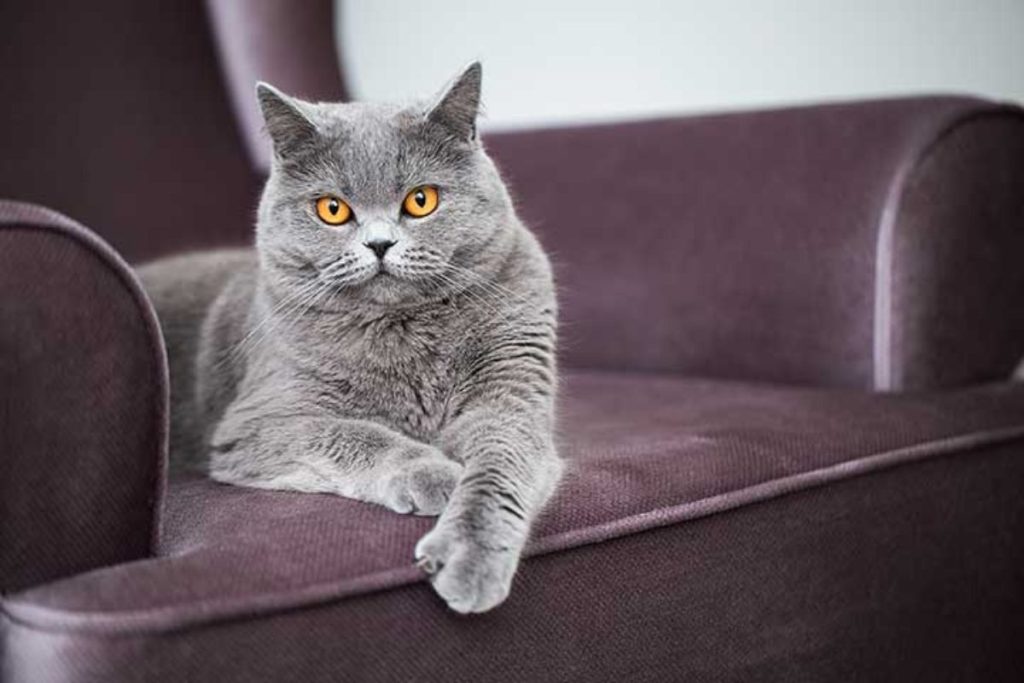 Por que é importante escolher os melhores tecidos para sofá de quem tem gatos