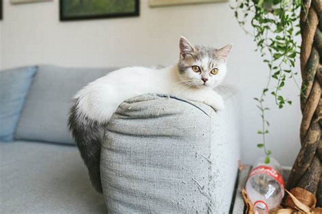 8 dicas para escolher os melhores tecidos para sofá de quem tem gatos
