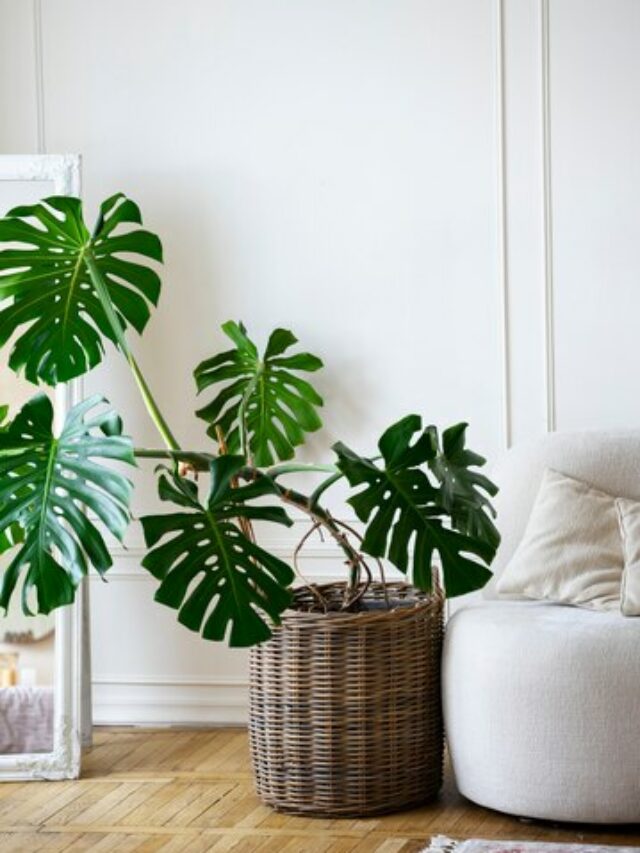 enorme-planta-monstera-em-vaso-no-quarto_23-2149427969